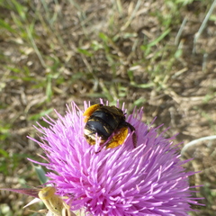 Svastra obliqua obliqua