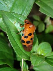 Cosmoscarta dorsimacula