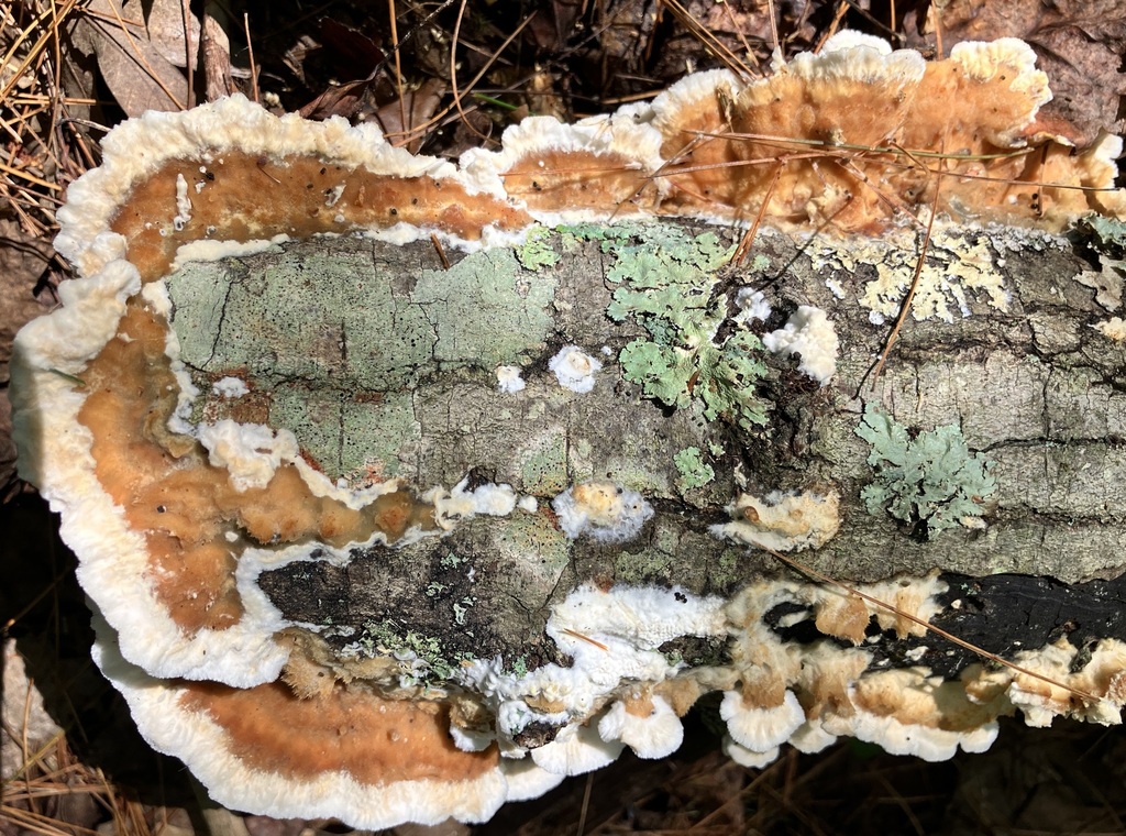 Deer-colored Trametes in September 2024 by Cindi Fitzgerald. Located on ...