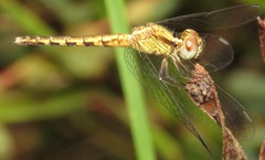 Erythrodiplax paraguayensis