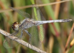 Erythrodiplax paraguayensis