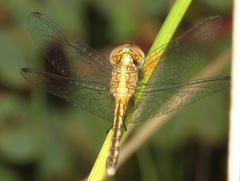Erythrodiplax paraguayensis
