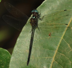 Macrothemis