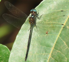 Macrothemis