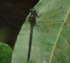 Macrothemis