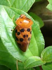 Cosmoscarta dorsimacula