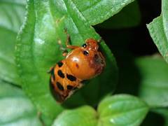 Cosmoscarta dorsimacula