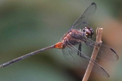 Orthemis attenuata