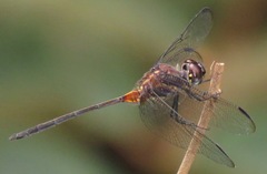 Orthemis attenuata