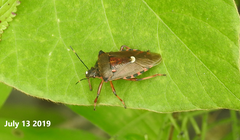 Pinthaeus sanguinipes