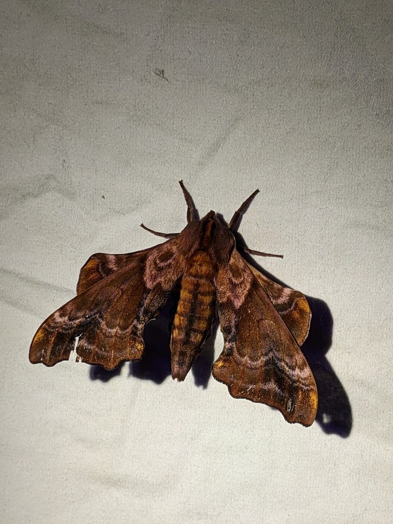 Smaller Sphinx Small-eyed Sphinx from Wasatch County, UT, USA on July 8, 2022 at 09:59 ...