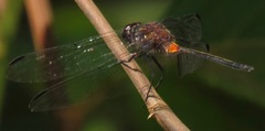 Orthemis attenuata