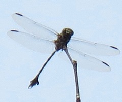 Phyllogomphoides