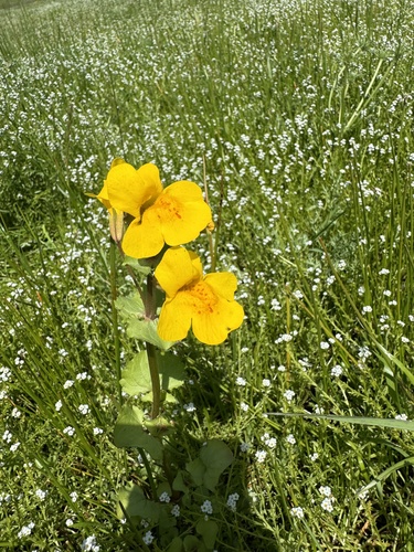 iNaturalist observation photo of seep monkeyflower
