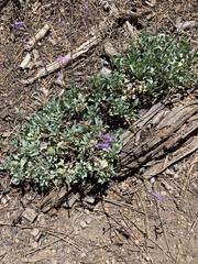Penstemon caesius