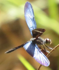 Zenithoptera fasciata