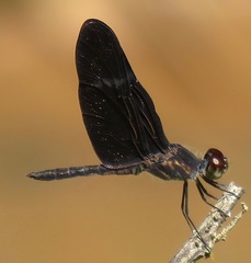 Zenithoptera fasciata