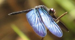 Zenithoptera fasciata