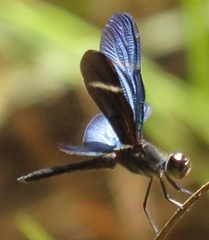 Zenithoptera fasciata