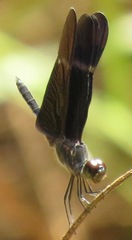 Zenithoptera fasciata