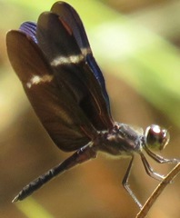 Zenithoptera fasciata