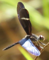 Zenithoptera fasciata