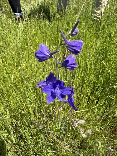 iNaturalist observation photo of royal larkspur
