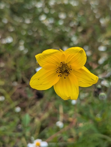 Image of Bidens triplinervia by (c) Jose Enrique, some rights reserved (CC BY)