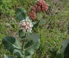 Asclepias otarioides