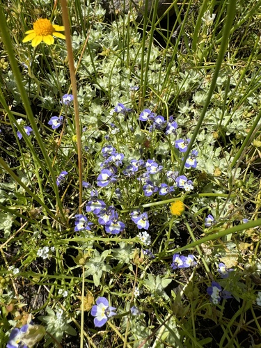 iNaturalist observation photo of Doublehorn Calicoflower