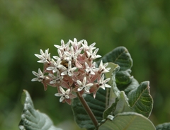 Asclepias otarioides