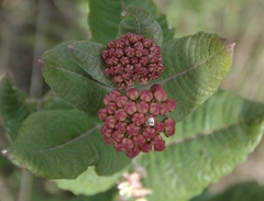 Asclepias otarioides