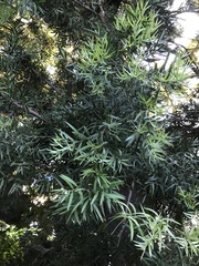Afrocarpus