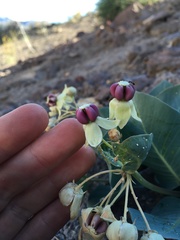 Asclepias cryptoceras davisii