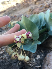 Asclepias cryptoceras davisii