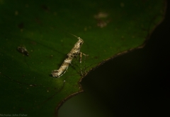 Cyphosticha panconita
