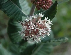 Asclepias otarioides