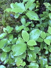 Ascarina lucida lucida
