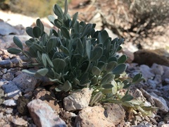 Astragalus calycosus calycosus