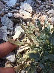 Astragalus calycosus calycosus