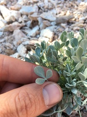 Astragalus calycosus calycosus