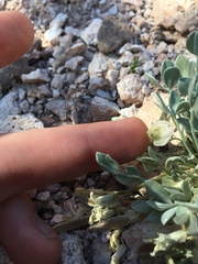 Astragalus calycosus calycosus