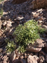 Sabulina nuttallii fragilis