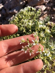 Sabulina nuttallii fragilis
