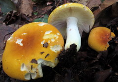 Russula ochroleucoides