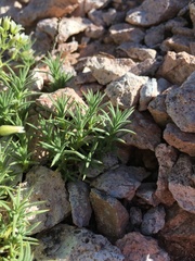 Sabulina nuttallii fragilis