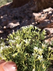 Sabulina nuttallii fragilis