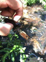 Pacifastacus connectens