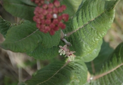 Asclepias otarioides