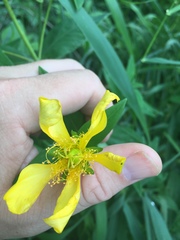 Hypericum ascyron